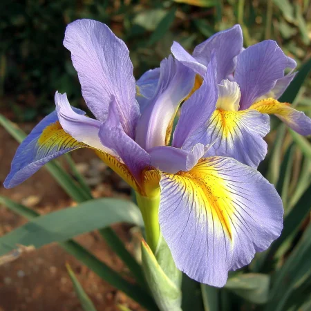 Iris Královský Lilav
