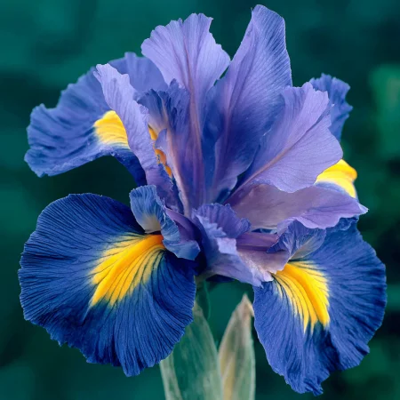 Iris Sapphire Beauty