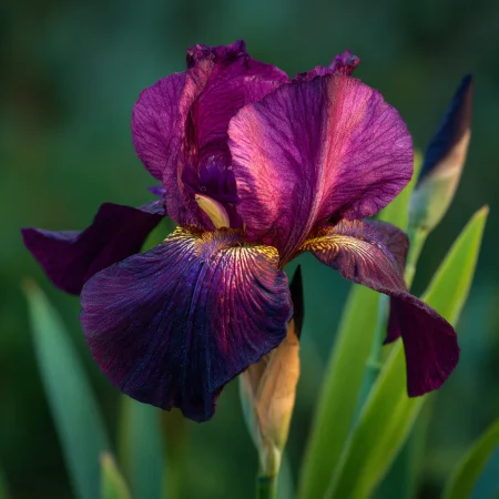Iris Shanghai