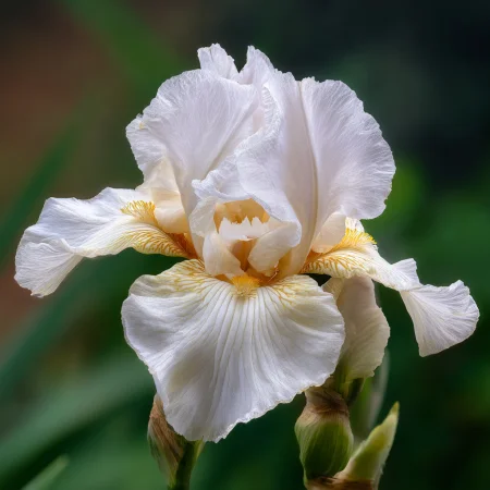 Iris Bílá Magie