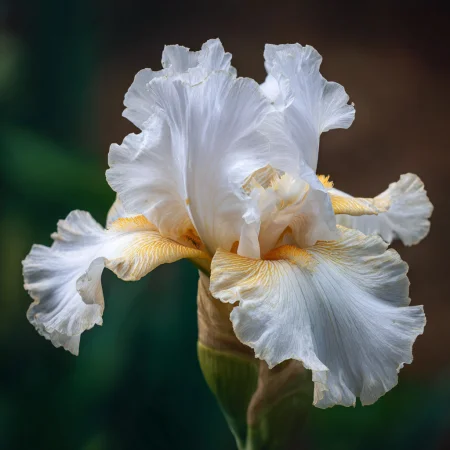 Iris Bílá Magie