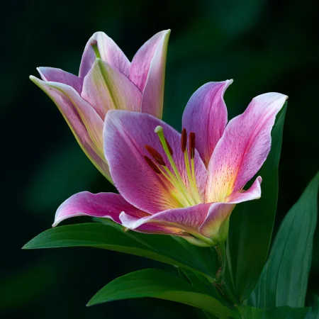 Lilium Anastasia