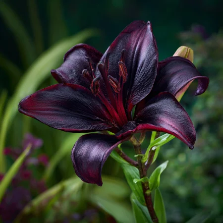 Lilium Černý Seznam