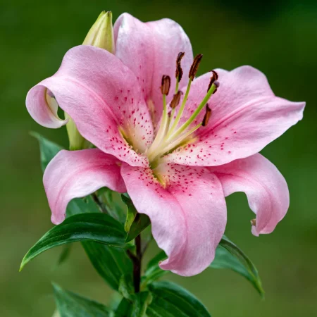 Lilium Elodie