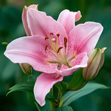 Lilium Elodie