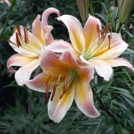 Lilium Miss Neobvyklá