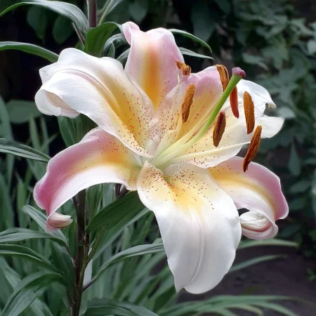 Lilium Miss Neobvyklá