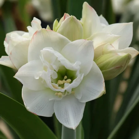 Amaryllis Akiko