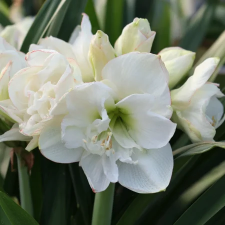 Amaryllis Akiko