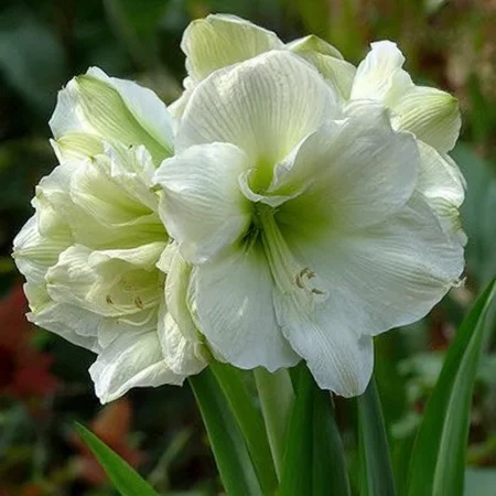 Amaryllis Marilyn