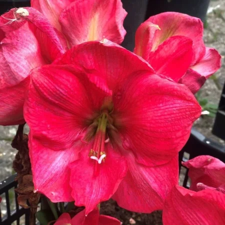 Amaryllis Růžový Soupeř