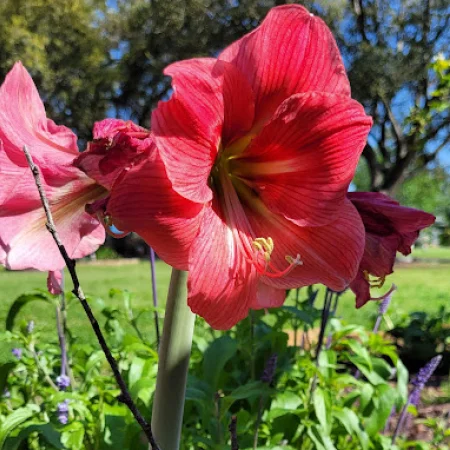 Amaryllis Růžový Soupeř