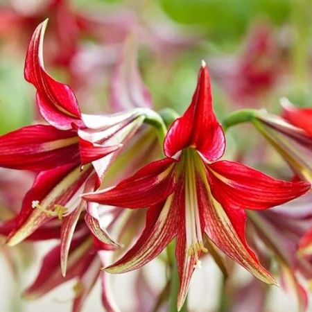 Amaryllis Quíto