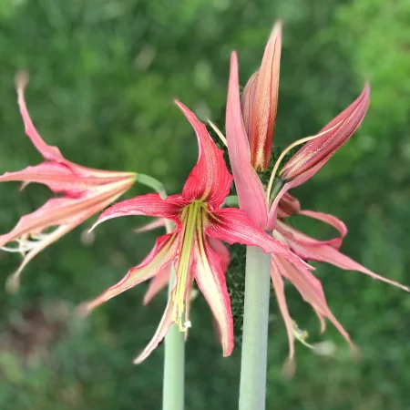 Amaryllis Quíto