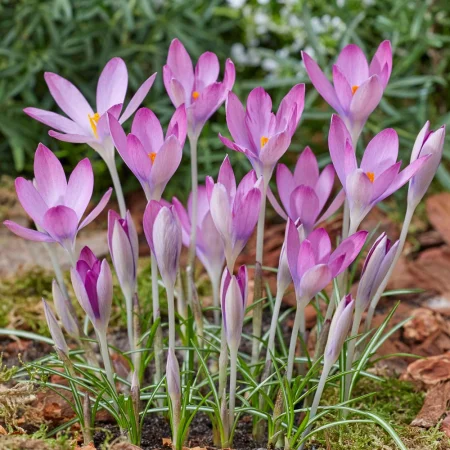 Krokus Roseus