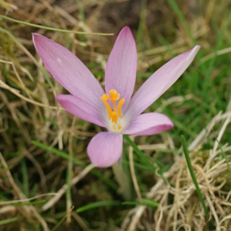 Krokus Roseus
