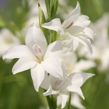 Gladiola Albus