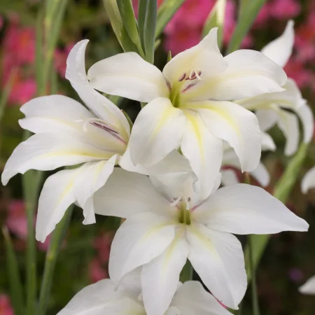 Gladiola Albus