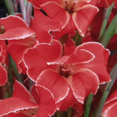 Gladiola Atom