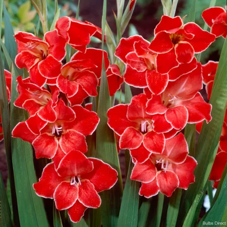 Gladiola Atom