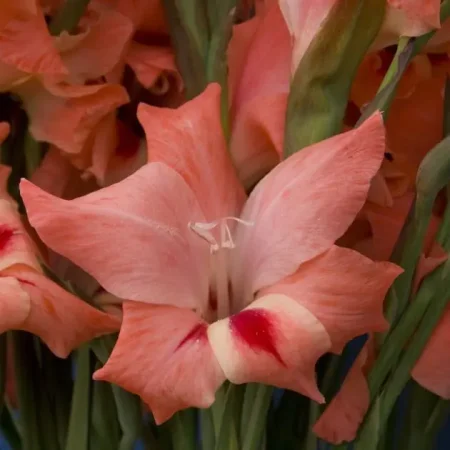 Gladiola Natalie