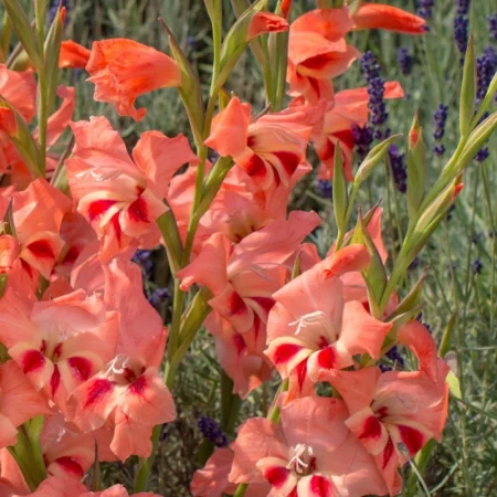 Gladiola Natalie