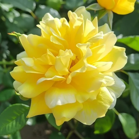 Růže Žlutá Fantazie - na holém kořeni