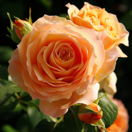 Růže Malý Císař - na holém kořeni