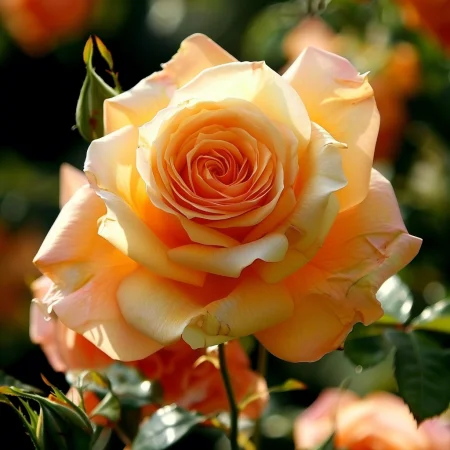 Růže Malý Císař - na holém kořeni