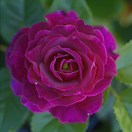 Růže Světlá Jemnost - na holém kořenu