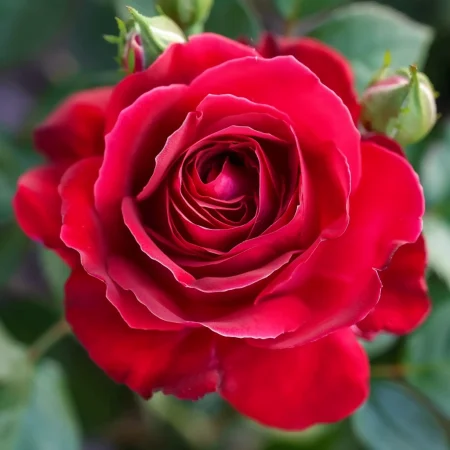 Růže Víno a Smetana - na holý kořen