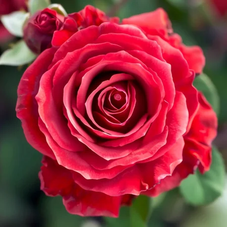 Růže Víno a Smetana - na holý kořen