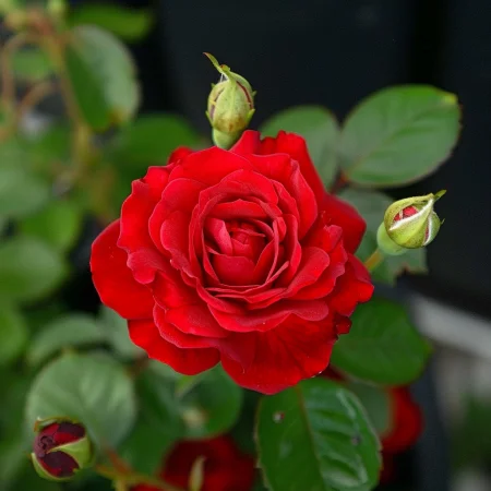 Růže Červené Záře - na holém kořeni