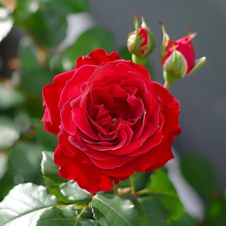 Růže Červené Záře - na holém kořeni