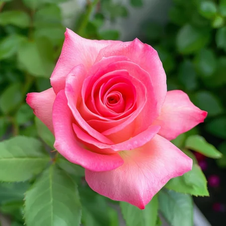 Růže Růžová Sněhová Vločka - bez kořene