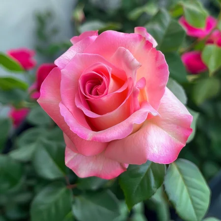 Růže Růžová Sněhová Vločka - bez kořene