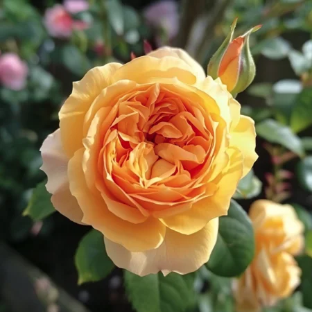 Růže Zlatý Elixír - na holém kořenu