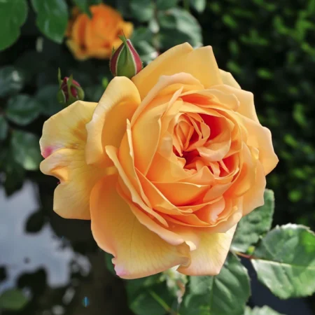 Růže Zlatý Elixír - na holém kořenu