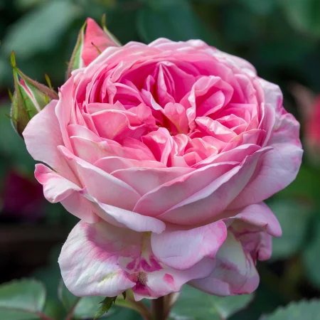 Růže Rose Sentinel - na holém kořenu