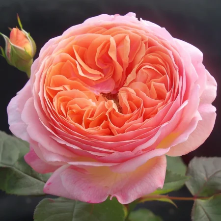 Růže Perlena Rosa - na holém kořenu