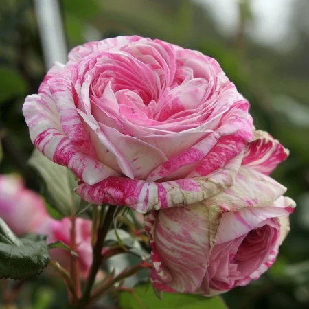 Růže Květinový Vichr - na holém kořeni