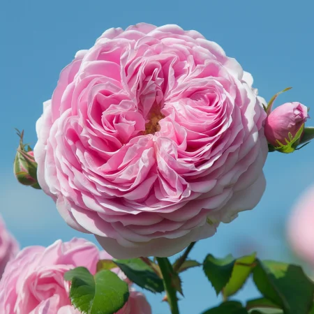 Růže Královská Esence - na holém kořenu