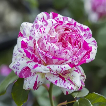 Růže Bolonská Levandule - na holém kořenu