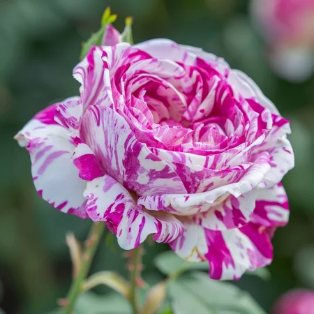 Růže Bolonská Levandule - na holém kořenu