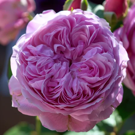 Růže Růžová Magie - na holý kořen