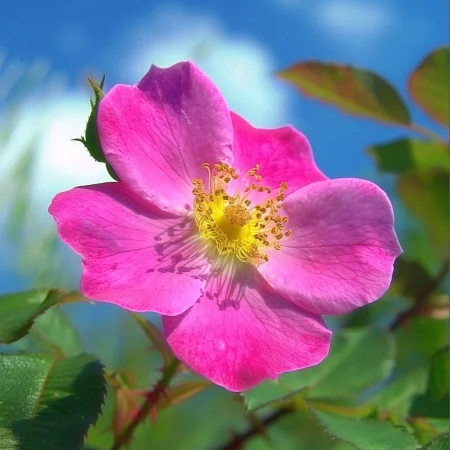 Růže Shakespeareova zahrada - na holém kořeni