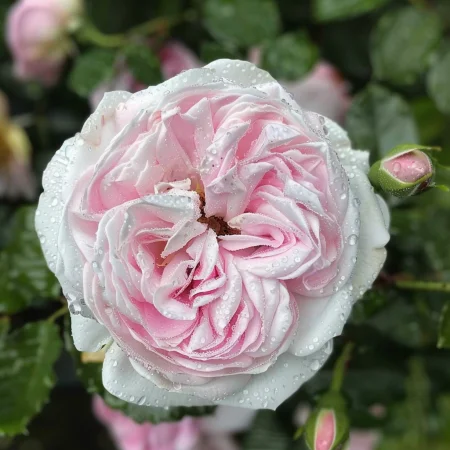 Růže Stříbrný Růžový Lesk - na holém kořenu