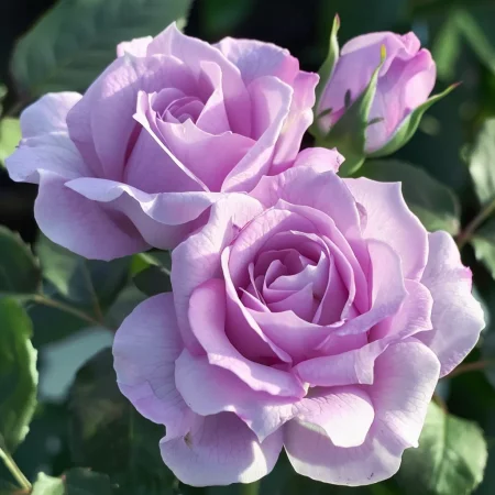 Mini růže Vionira na holém kořeni