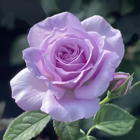 Mini růže Vionira na holém kořeni