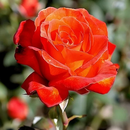 Mini růže Pirelora na holém kořeni